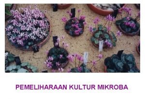 Pemeliharaan kultur