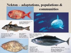 Nekton adaptations populations communities How can 26 k