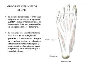 MSCULOS INTRNSECOS DEL PIE La mayora de los