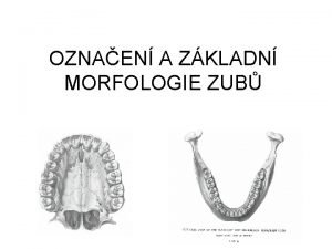 Morfologie zubů