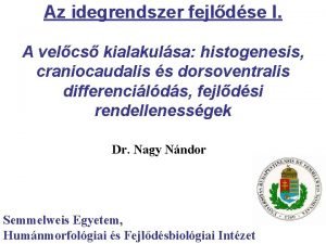 Az idegrendszer fejldse I A velcs kialakulsa histogenesis