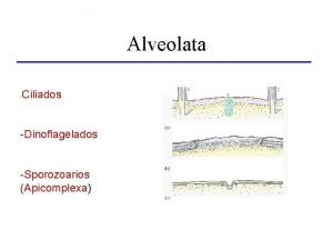 Alveolata características