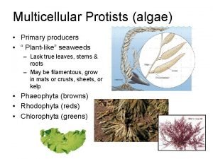 Are protists producers