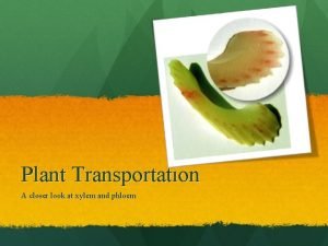 Plant Transportation A closer look at xylem and