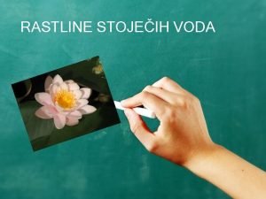 Plavajoče rastline na stoječi vodi