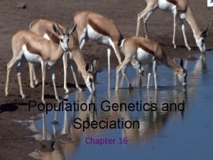 Population Genetics and Speciation Chapter 16 Evolution O