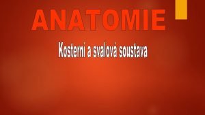 ANATOMIE Vda o tvaru a stavb a vvoji