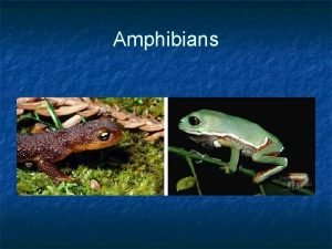 Amphibians Amphibians Amphibians n n n First vertebrates