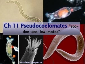 Ch 11 Pseudocoelomates soodoeseelowmates Acrobeles complexus Pseudocoelomates Aschelminthes