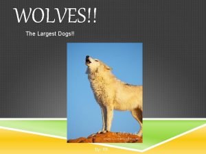 WOLVES The Largest Dogs By TB INTRODUCTION Scientific