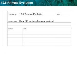 Primate