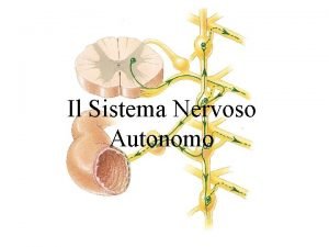 Il Sistema Nervoso Autonomo Il Sistema Nervoso Autonomo