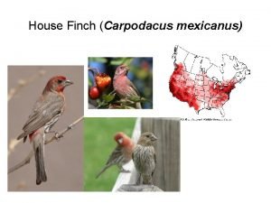 House Finch Carpodacus mexicanus Darwin and His Theory