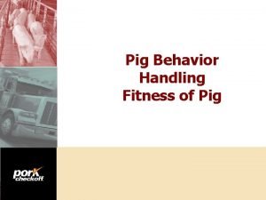 Pig Behavior Handling Fitness of Pig Section Title