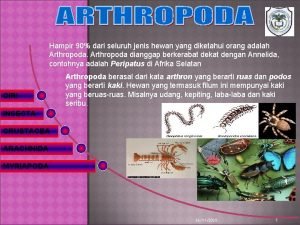Tubuh bersegmen terdiri dari cephalothorax dan abdomen
