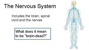 Bipolar neuron function