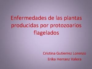 Enfermedades de las plantas producidas por protozoarios flagelados