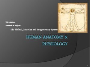 Introduction Structure Support The Skeletal Muscular and Integumentary