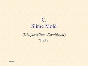 C Slime Mold Dictyostelium discoideum Dicty 1222020 1