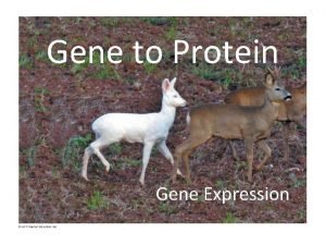 Gene to Protein Gene Expression Figure 17 UN