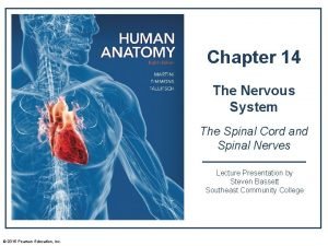 Spinal cord anterior