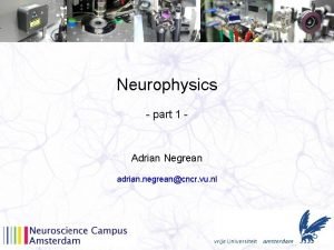 Neurophysics part 1 Adrian Negrean adrian negreancncr vu