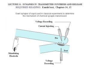 Synapsin