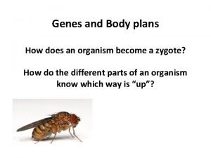 Animal body plans homeobox genes