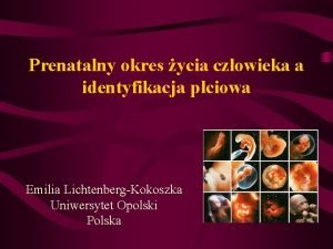 Prenatalny okres ycia czowieka a identyfikacja pciowa Emilia