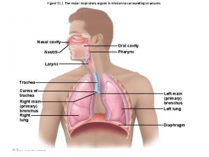 Lobes of lung