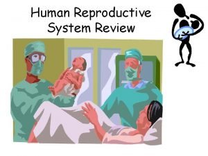 Human Reproductive System Review Male Reproductive System Sperm