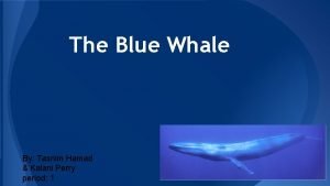 The Blue Whale By Tasnim Hamad Kalani Perry