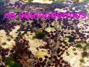 os equinodermos Os equinodermos son invertebrados marios co