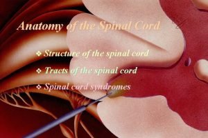Anatomy of the Spinal Cord Structure of the