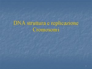 DNA struttura e replicazione Cromosomi 1 Nei primi