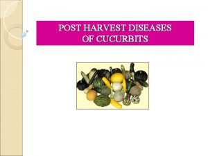 POST HARVEST DISEASES OF CUCURBITS Anthracnose Colletotrichum lagenarium