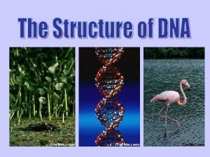 Deoxyribonucleic acid DNA Nucleic Acid Polymer monomer nucleotide