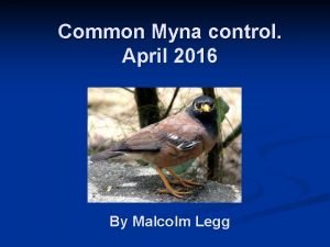 How to euthanize indian myna