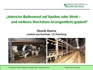 Bullenmast auf stroh Bullenmast auf stroh