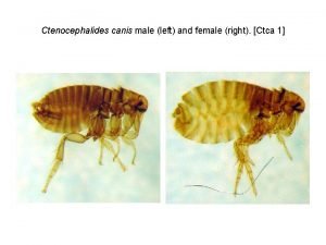 Ctenocephalides canis male left and female right Ctca