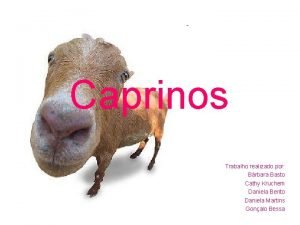 Caprinos