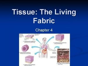 Chapter 4 tissue the living fabric