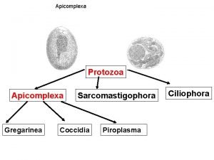 Filo sarcomastigophora