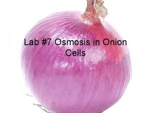 Lab 7 Osmosis in Onion Cells Purpose To