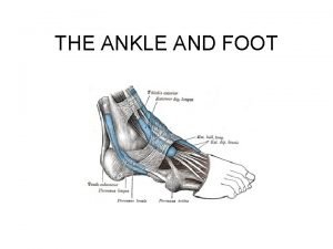 THE ANKLE AND FOOT BONES A Tibia 1