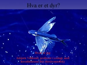 Hva er et dyr Hvem er jeg Asbjrn