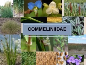 COMMELINIIDAE COMMELINALES Commelinaceae Entomgam as F cpsula CYPERALES