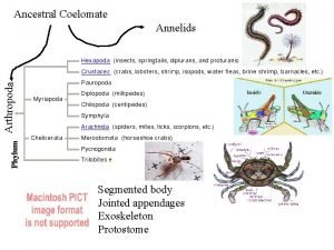 Ancestral Coelomate Phylum Arthropoda Annelids Segmented body Jointed