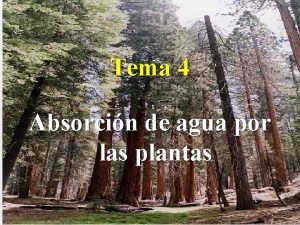 Tema 4 Absorcin de agua por las plantas