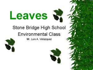 Leaves Stone Bridge High School Environmental Class Mr